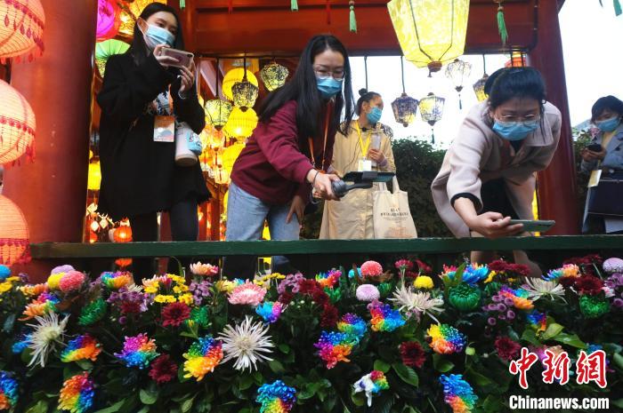 艶やかな虹色の菊の花展示　河南省開封で菊の花文化フェスティバル