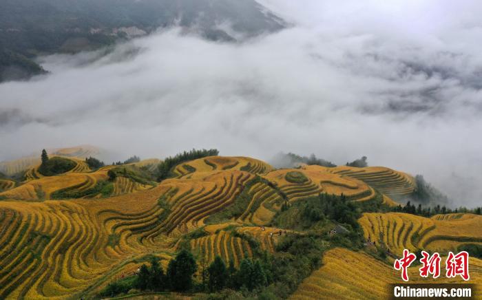 10月19日に撮影された雲(yún)や霧がたなびく広西壯（チワン）族自治區(qū)桂林市竜勝各族自治県竜脊棚田（ドローンによる撮影?潘志祥）。