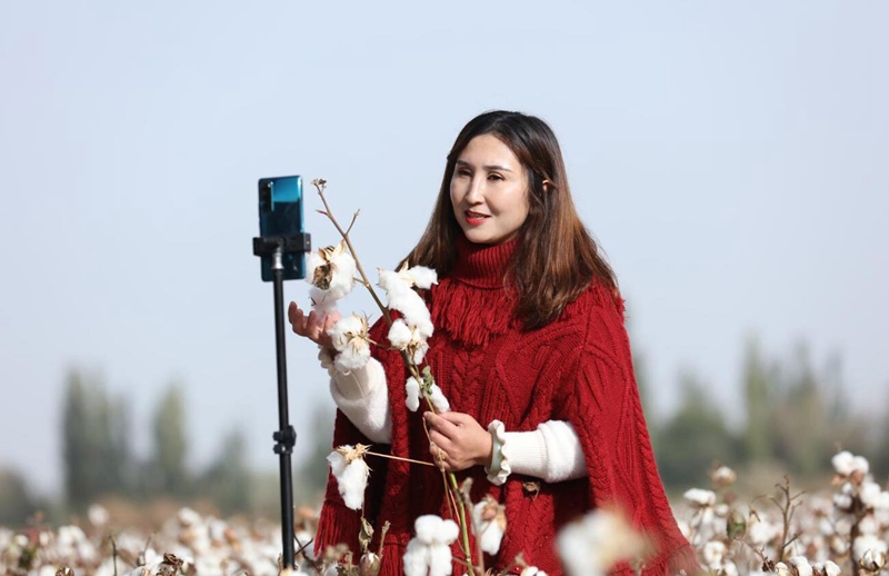 収穫シーズン迎えた綿花が満開に　新疆