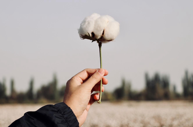 収穫シーズン迎えた綿花が満開(kāi)に　新疆