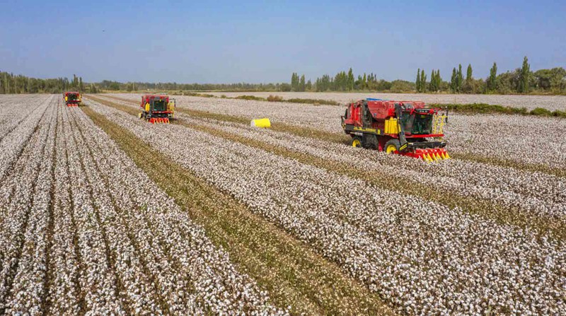 収穫シーズン迎えた綿花が満開に　新疆