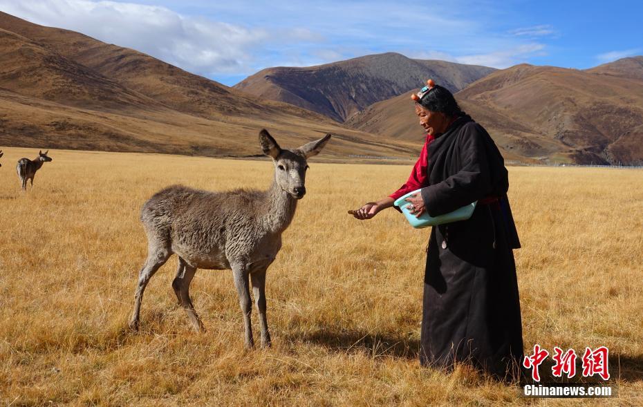東チベットの「精霊」と呼ばれる中國國家二級保護動物のアカシカ