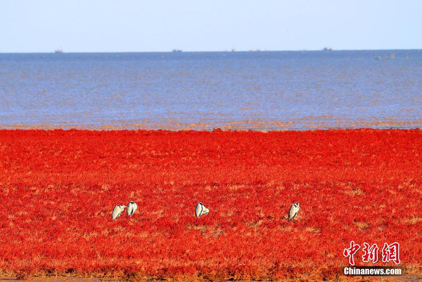 黃河河口エリアに「一面の赤い絨毯」 山東?東営