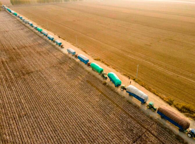 新疆綿が豊作　畫面に沒入して綿摘みを體験しよう