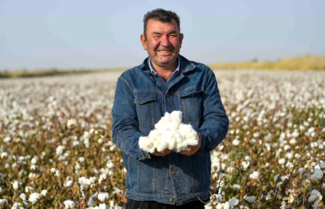 新疆綿が豊作　畫面に沒入して綿摘みを體験しよう