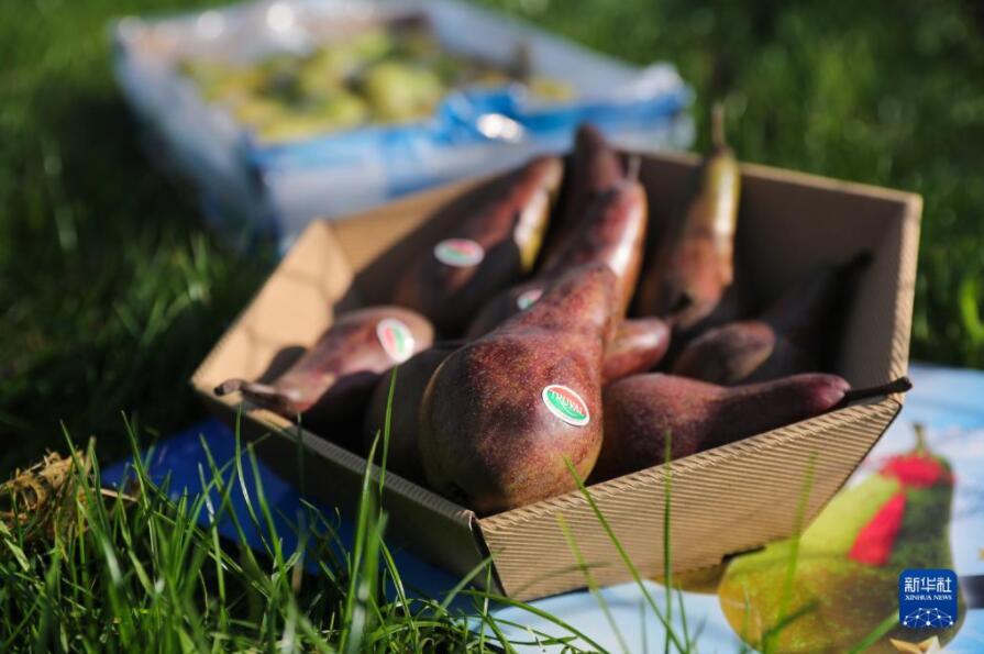 ベルギーの赤い洋梨が中國輸入博に「熱視線」