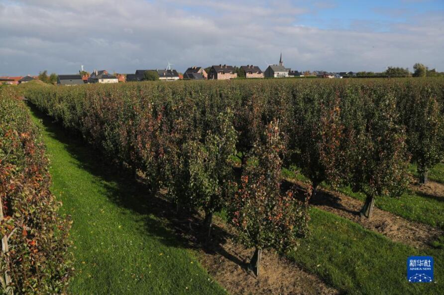 ベルギーの赤い洋梨が中國(guó)輸入博に「熱視線」