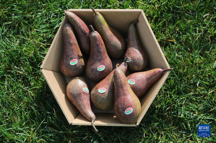 ベルギーの赤い洋梨が中國輸入博に「熱視線」