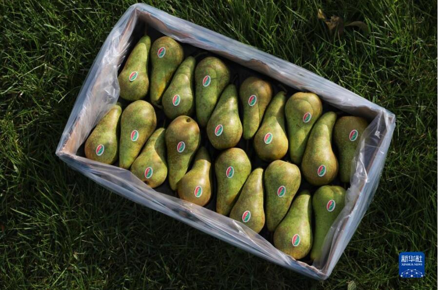 ベルギーの赤い洋梨が中國輸入博に「熱視線」