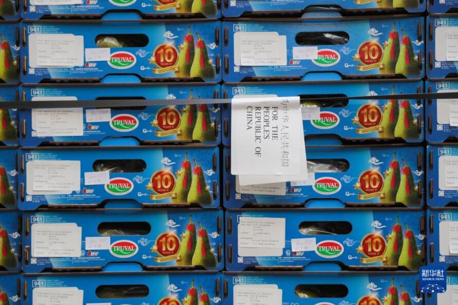 ベルギーの赤い洋梨が中國輸入博に「熱視線」