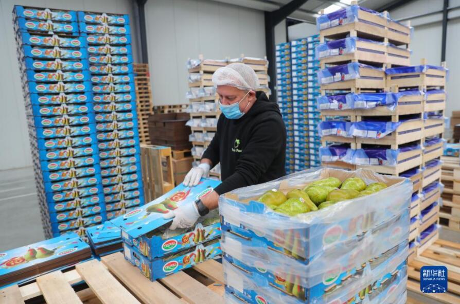 ベルギーの赤い洋梨が中國輸入博に「熱視線」