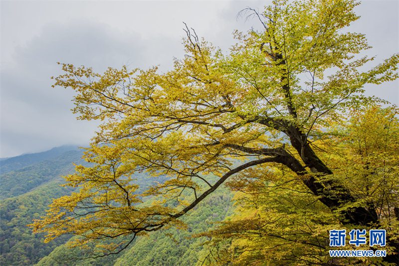 神農(nóng)架の秋景色が見頃！　目を奪う自然の饗宴