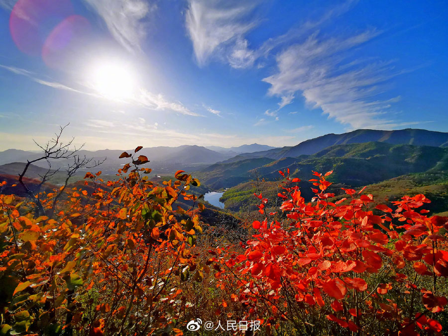 北京西山公園の紅葉が見頃に