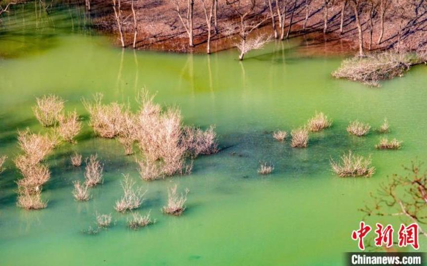 郁江の一大奇観と言われている水上樹林（撮影?陳小林）。