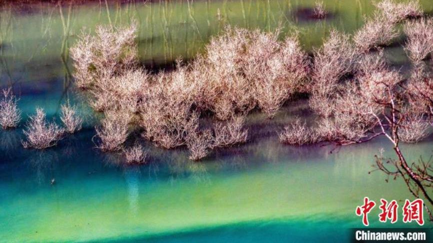 湖面から木が生えた獨(dú)特な「水上樹林」の景色　湖北省利川