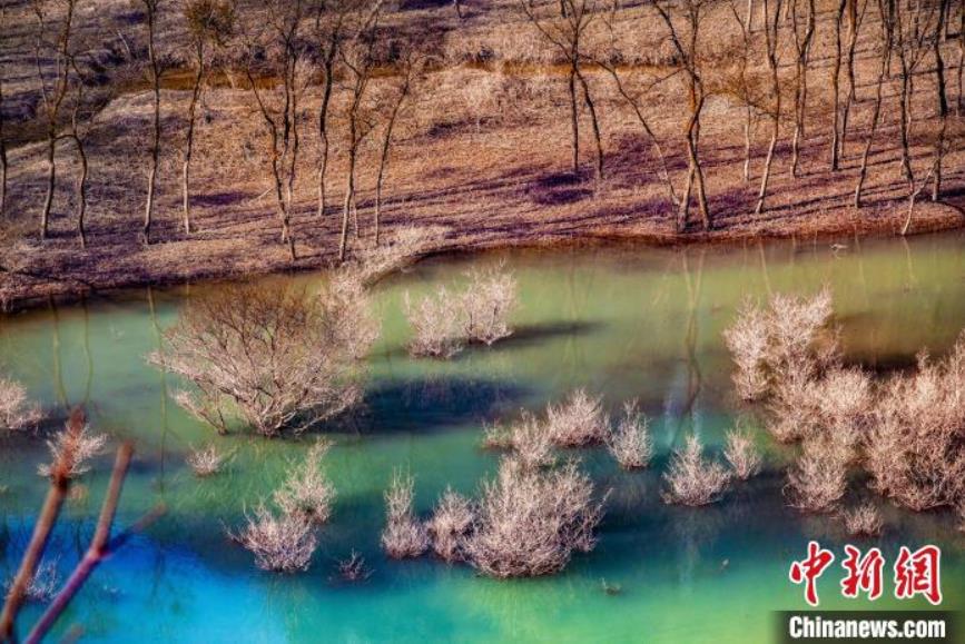湖面から木が生えた獨(dú)特な「水上樹林」の景色　湖北省利川