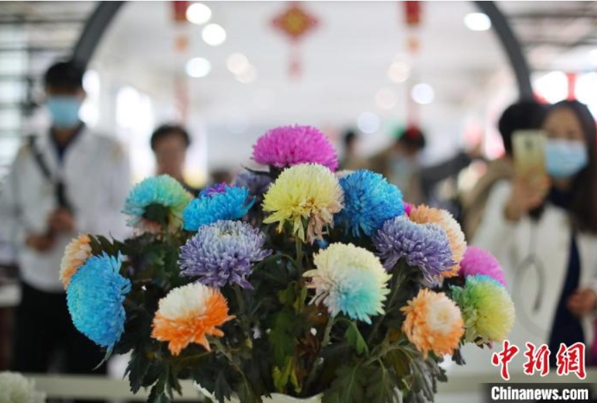 江蘇省南京の秋を彩る満開の菊　注目集めた「七色の菊」