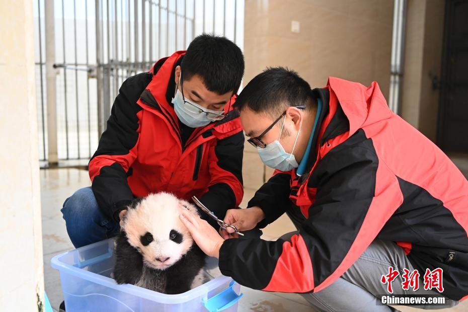 赤ちゃんをかいがいしく世話するお母さんパンダ