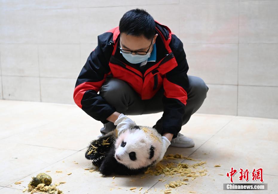 赤ちゃんをかいがいしく世話するお母さんパンダ