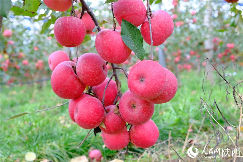 真っ赤なリンゴがたわわに実る陝西省淳化の収穫の秋