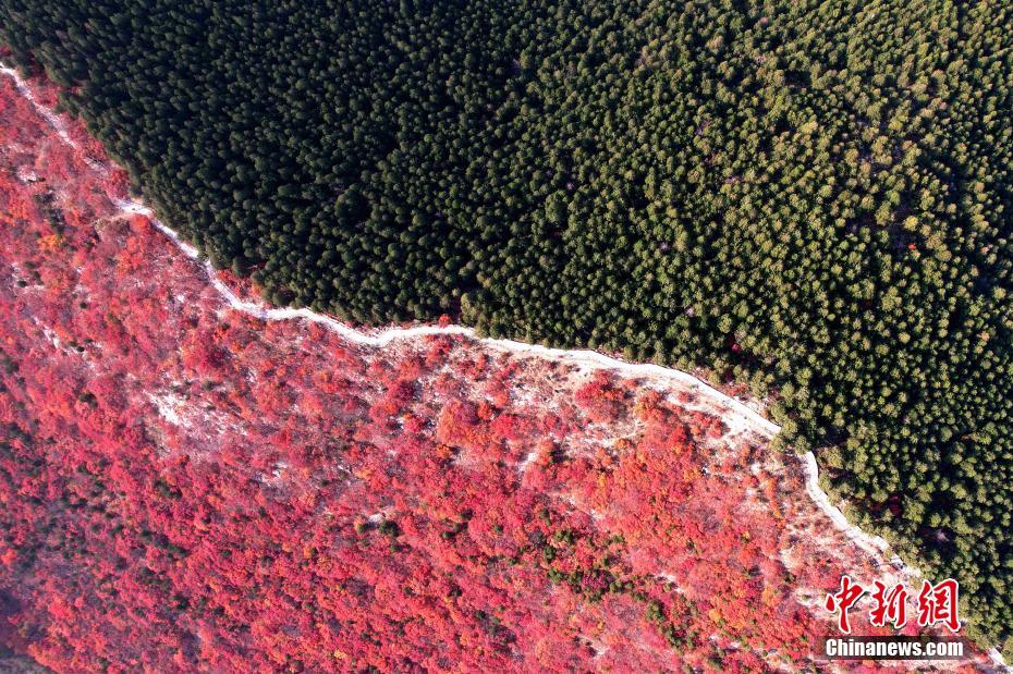 尾根を境に南が赤、北が緑の景色広がる蝎子山（撮影?梁犇）。