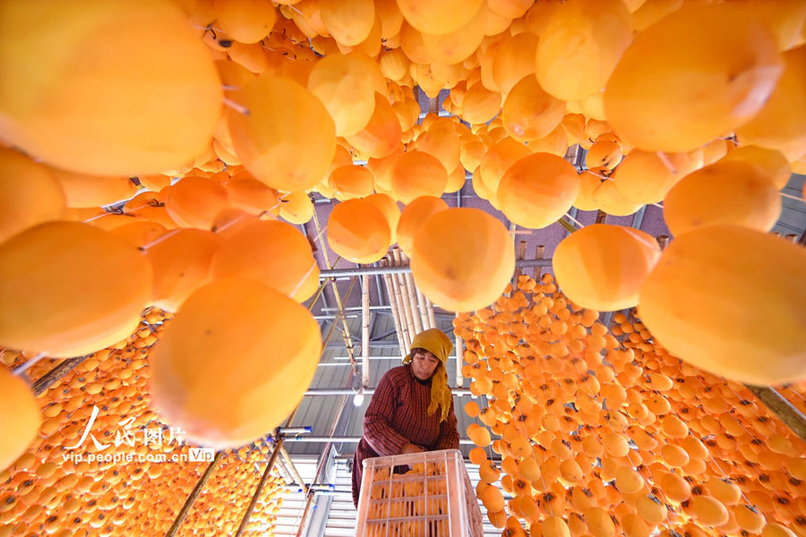 地元農(nóng)民に増収もたらしている干し柿作り（撮影?趙東山）。