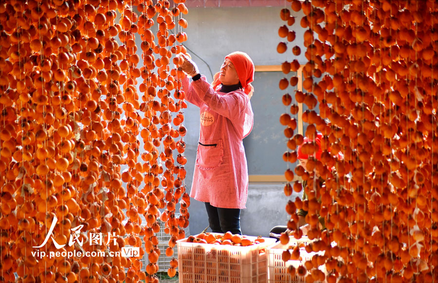 農(nóng)民に増収もたらす干し柿作りが繁忙期に　山東省沂源県