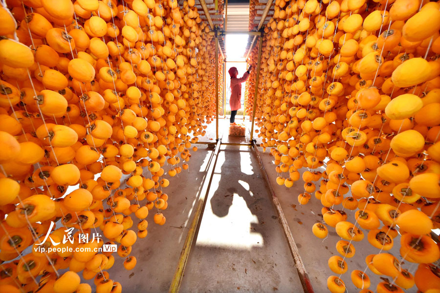 農民に増収もたらす干し柿作りが繁忙期に　山東省沂源県