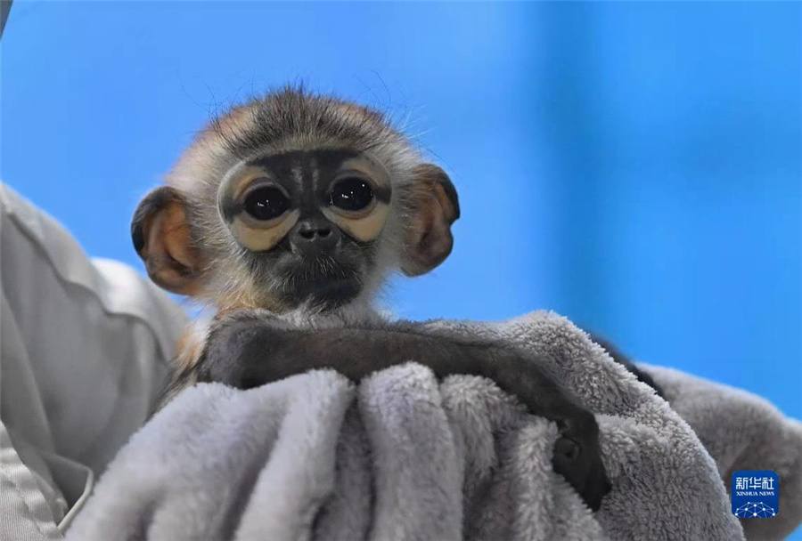 絶滅危懼種のクロアシドゥクラングールの繁殖に中國(guó)が初成功