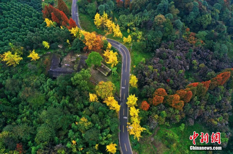 趙公山に広がるカラフルな林　四川省都江堰