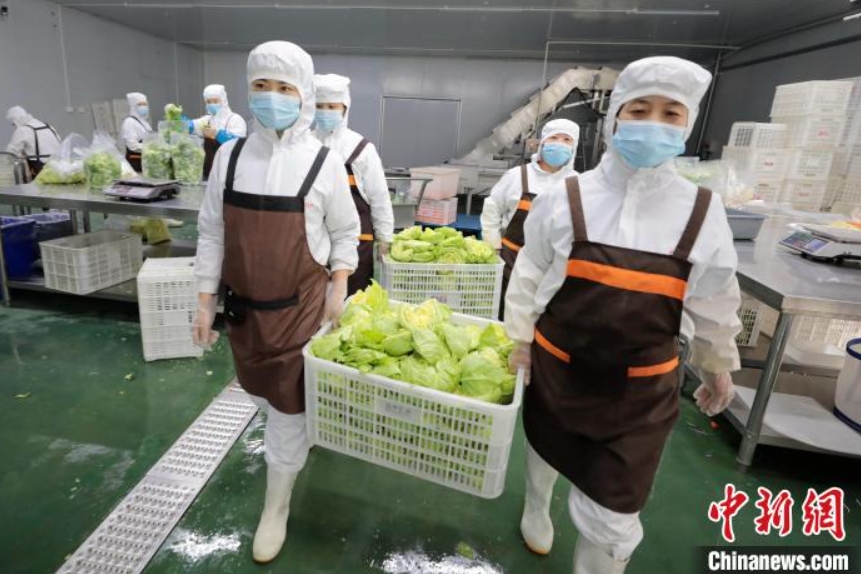 洗浄加工済み野菜を24時(shí)間以內(nèi)に北京の食卓へ　河北省固安