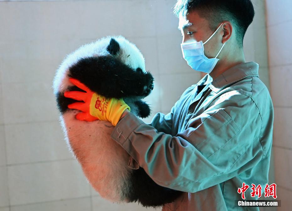 中國帰國パンダ「寶寶」の雙子の赤ちゃんが生後100日目に