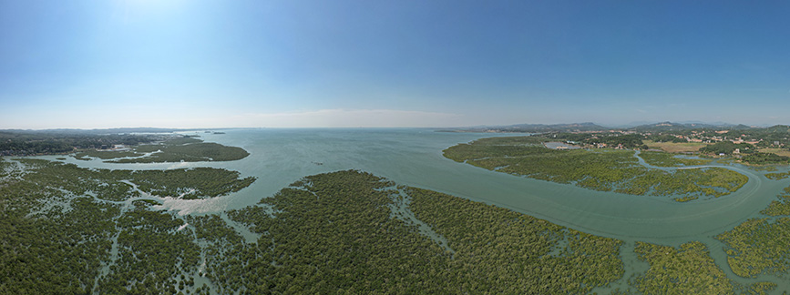 上空から撮影したマングローブの林（撮影?韋光勇）。