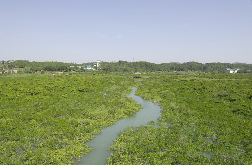 緑の「防御壁」となっているマングローブ　広西