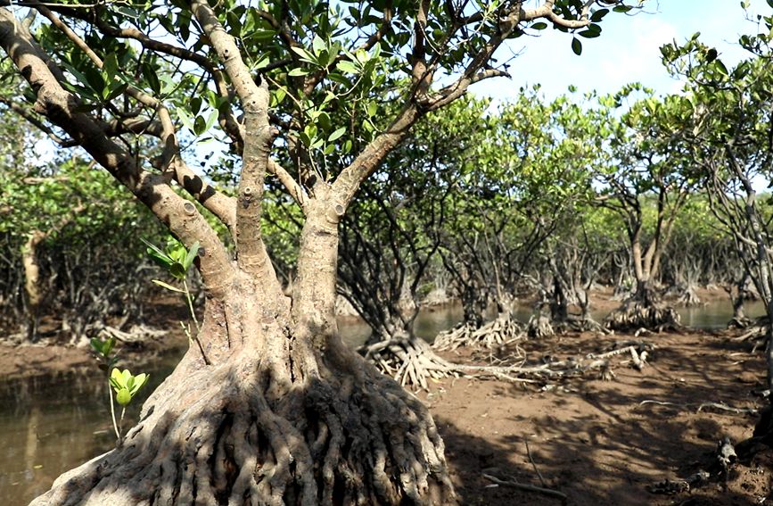 緑の「防御壁」となっているマングローブ　広西