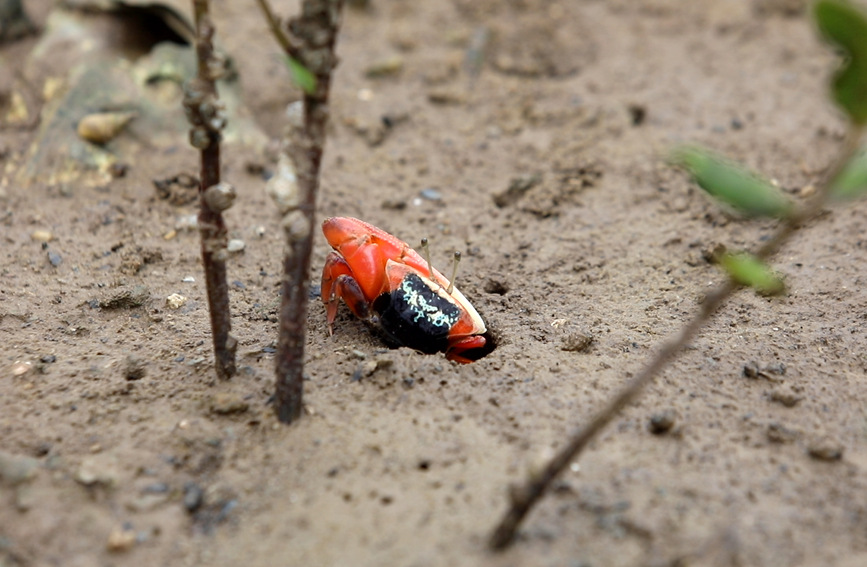 緑の「防御壁」となっているマングローブ　広西