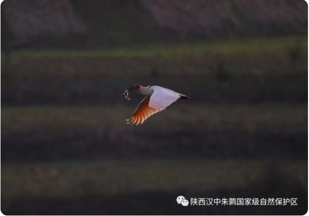 トキは夜食を巣に持ち帰る？　陝西省漢中