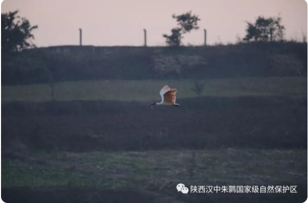 トキは夜食を巣に持ち帰る？　陝西省漢中