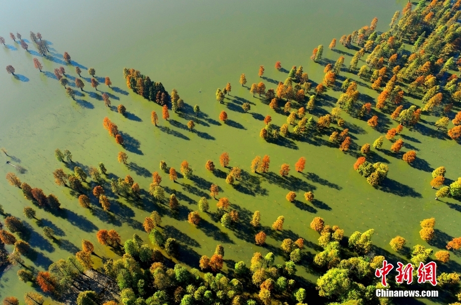 11月15日、安徽省合肥市廬江県柯坦鎮(zhèn)城池村大漢塘の美しく色づいたイケスギ（撮影?王閩）。