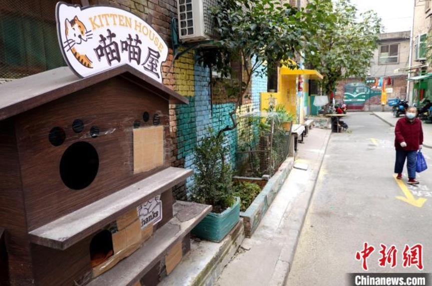 ネコ好きにはたまらない？西安の「ニャンコ通り」　陝西省