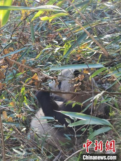 母親パンダはモグモグ、赤ちゃんパンダはポカポカ　陝西省