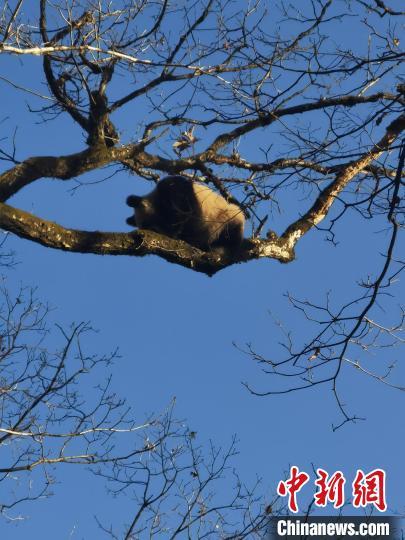 母親パンダはモグモグ、赤ちゃんパンダはポカポカ　陝西省