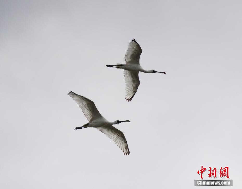 絶滅危懼種に指定されているクロツラヘラサギが飛來　浙江省象山