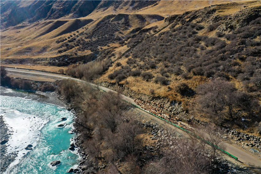 家畜の冬の大移動(dòng)始まる　新疆