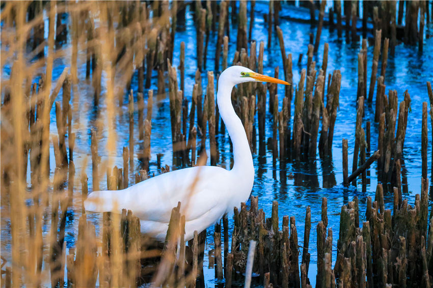 湖でエサを探すシラサギ（撮影?年磊）。