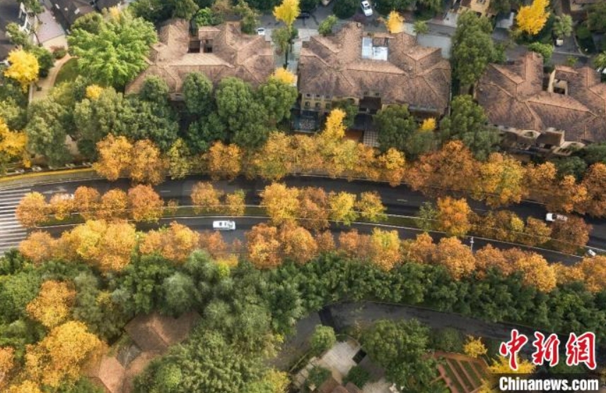 初冬の彩り　観光客を魅了する重慶市のカラフルなアオギリ並木