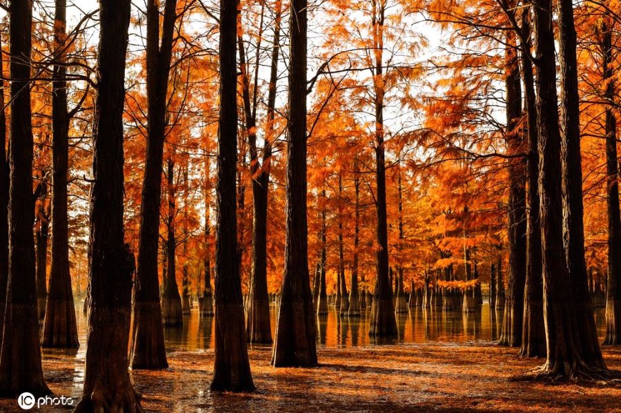 11月30日、安徽省合肥市廬江県柯坦鎮(zhèn)城池村の大漢塘のカラマツ林（寫真著作権は東方ICが所有のため転載禁止）。