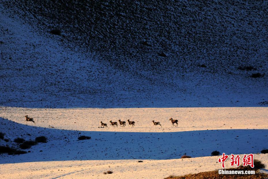 新疆維吾爾（ウイグル）自治區(qū)博爾塔拉蒙古（ボルタラ?モンゴル）自治州にある崗吉格山の冬景色 （撮影?胡維斌）。