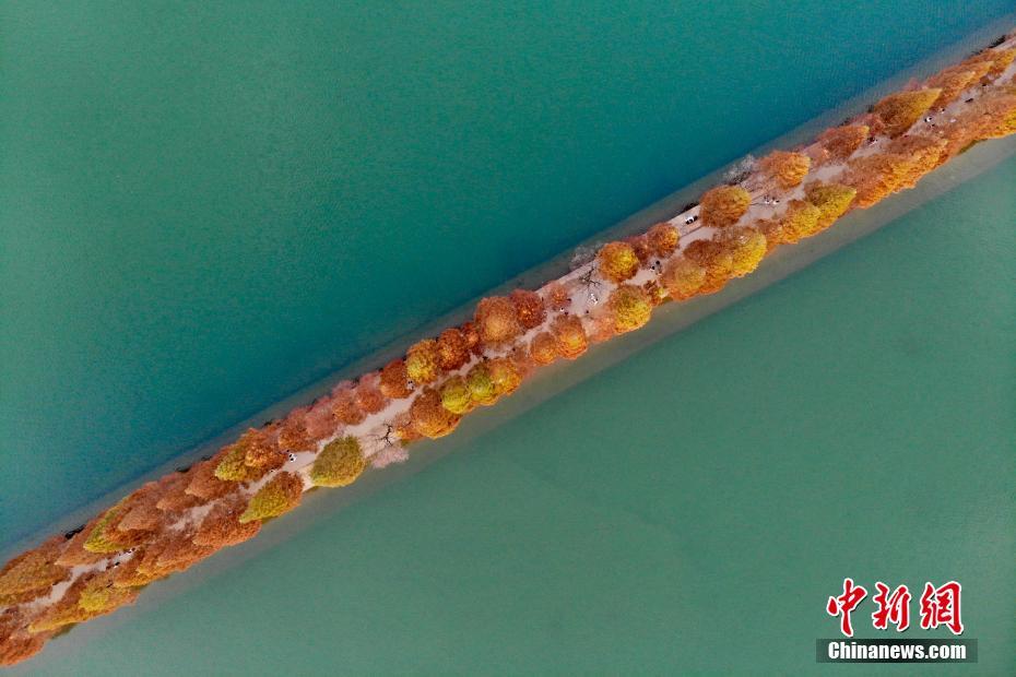 長(zhǎng)沙にある「最も美しい水上遊歩道」のメタセコイアが黃金色に