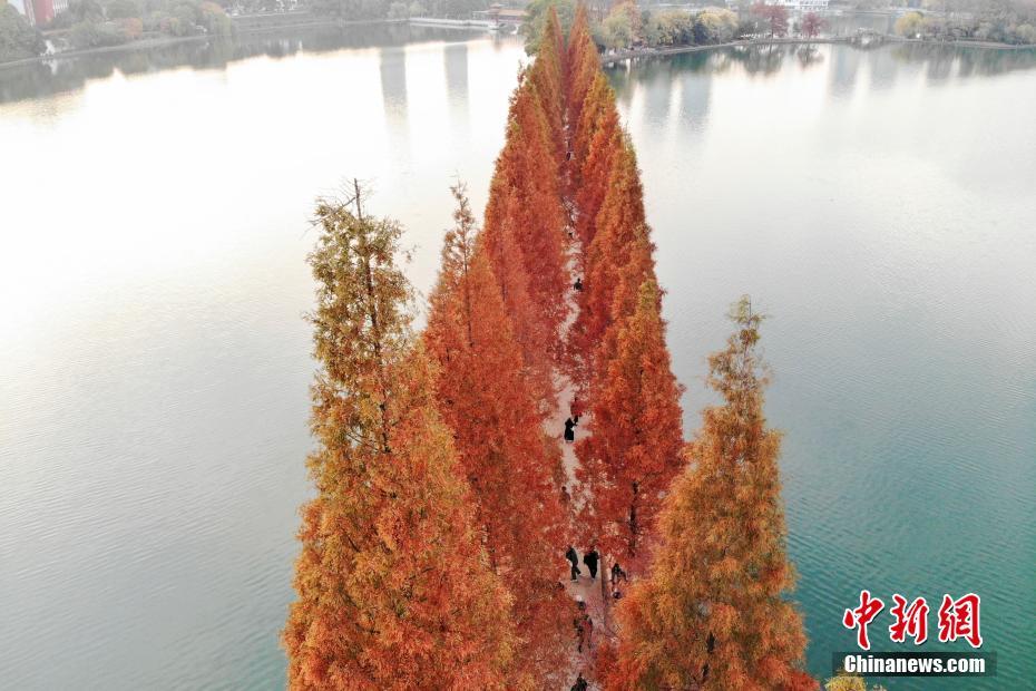 長沙にある「最も美しい水上遊歩道」のメタセコイアが黃金色に